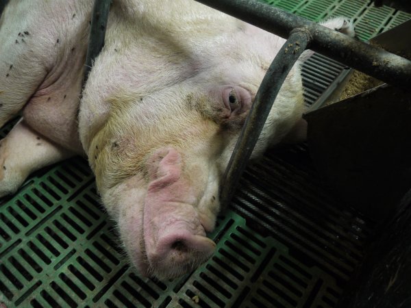 Farrowing crates at Templemore Piggery NSW