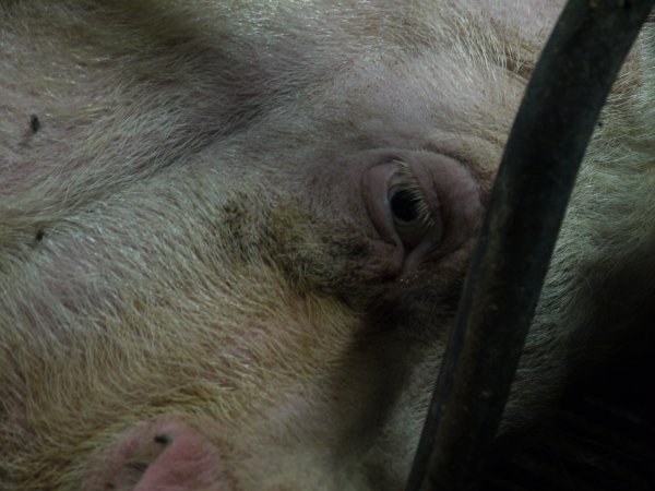 Farrowing crates at Templemore Piggery NSW