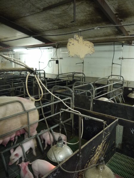 Flying pig cardboard cutout, hanging in farrowing shed