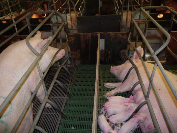 Farrowing crates at Templemore Piggery NSW