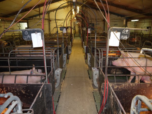 Looking down aisle of farrowing shed