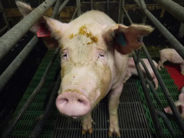 Farrowing crates at Templemore Piggery NSW