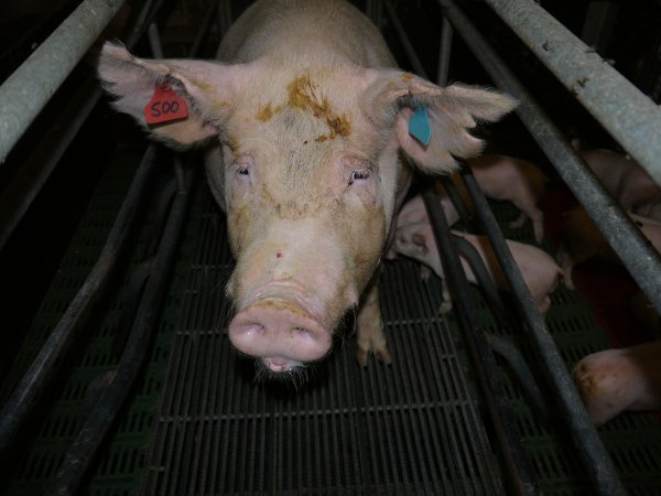 Farrowing crates at Templemore Piggery NSW