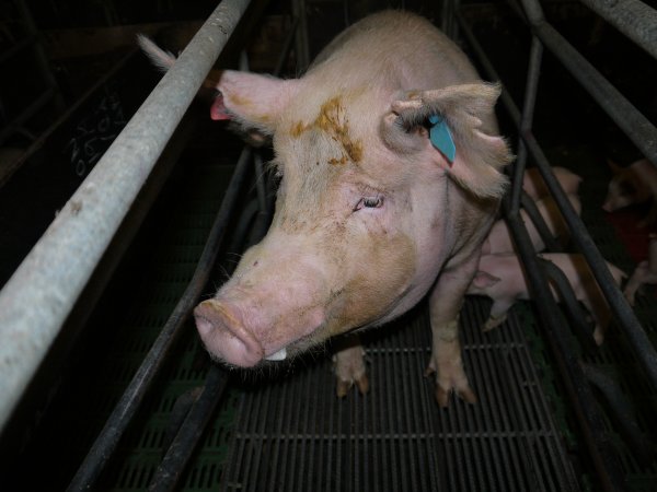 Farrowing crates at Templemore Piggery NSW