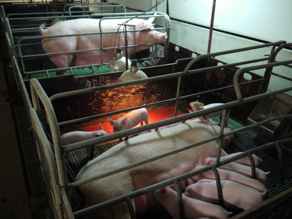 Farrowing crates at Templemore Piggery NSW