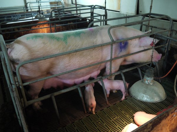 Farrowing crates at Templemore Piggery NSW