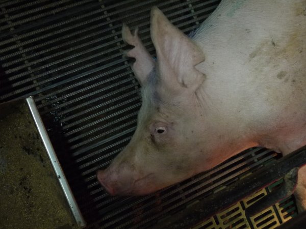 Farrowing crates at Templemore Piggery NSW