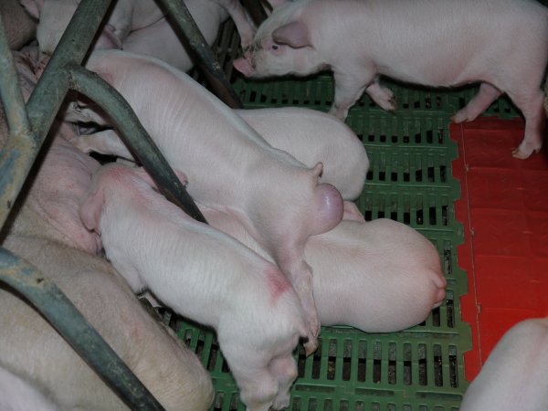 Farrowing crates at Templemore Piggery NSW