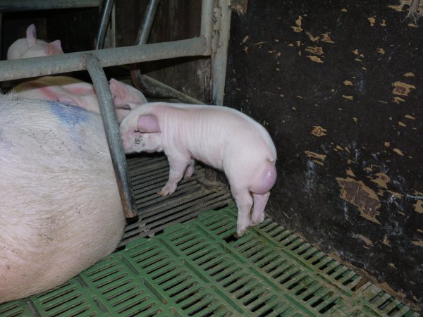 Farrowing crates at Templemore Piggery NSW