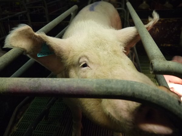 Farrowing crates at Templemore Piggery NSW