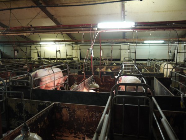 Farrowing crates at Templemore Piggery NSW