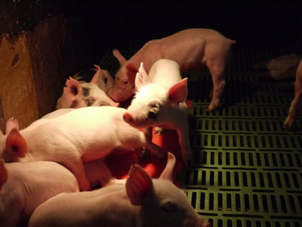 Farrowing crates at Templemore Piggery NSW