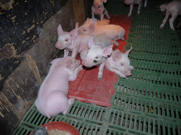 Farrowing crates at Templemore Piggery NSW