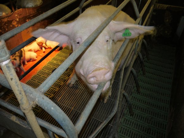 Farrowing crates at Templemore Piggery NSW