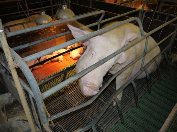 Farrowing crates at Templemore Piggery NSW