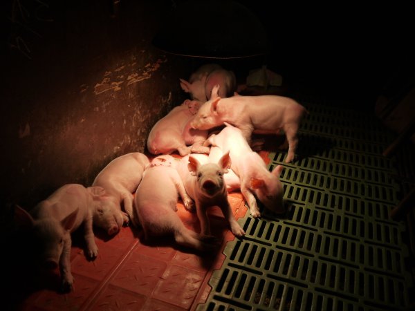 Farrowing crates at Templemore Piggery NSW