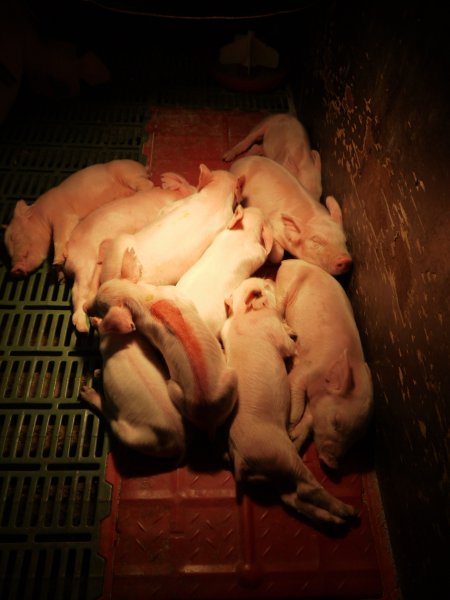 Farrowing crates at Templemore Piggery NSW