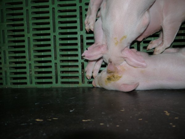 Farrowing crates at Templemore Piggery NSW