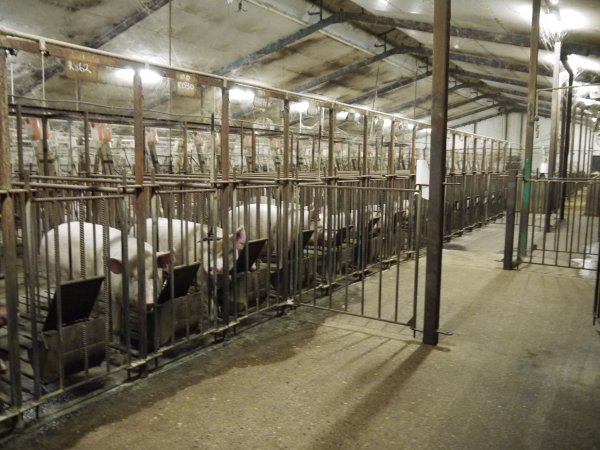 Sows in mating cages