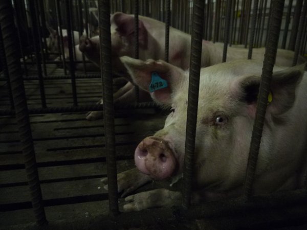 Sows in mating cages