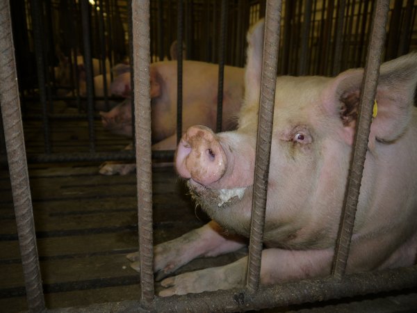 Sows in mating cages