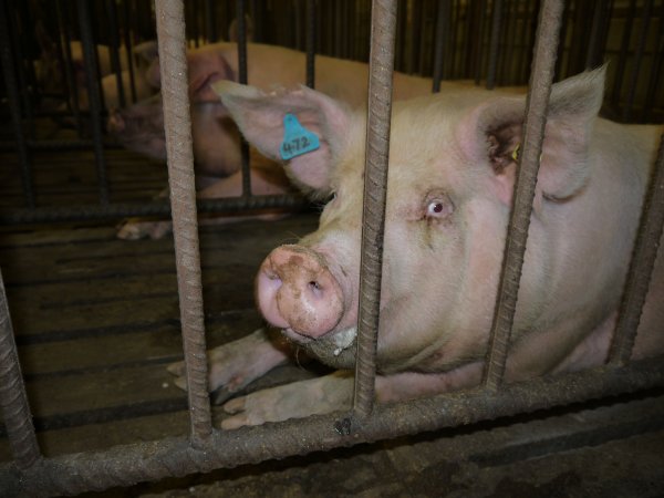 Sows in mating cages