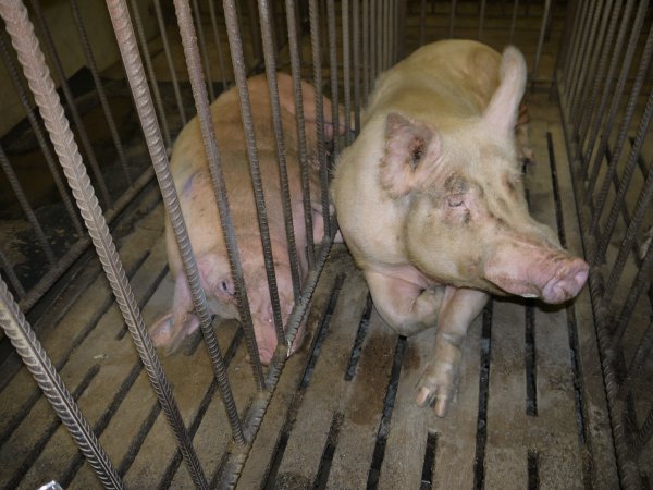 Sows in mating cages