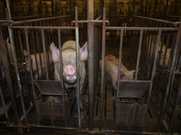 Sows in mating cages