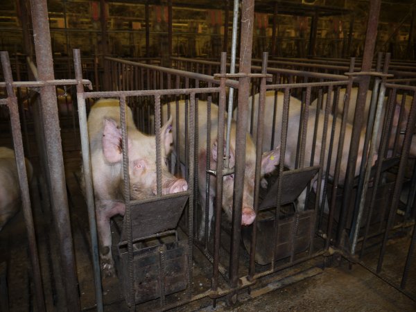 Sows in mating cages