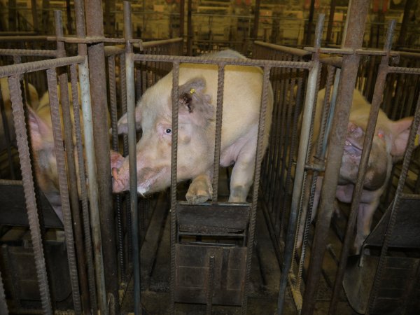 Sow trying to escape mating cage