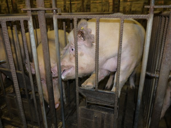 Sow trying to escape mating cage