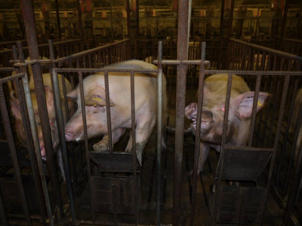Sow trying to escape mating cage