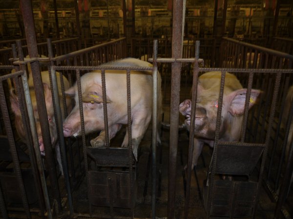 Sow trying to escape mating cage