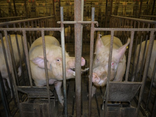 Sows in mating cages