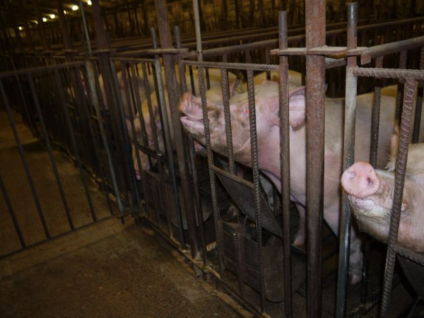 Sows in mating cages