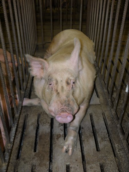 Sows in mating cages