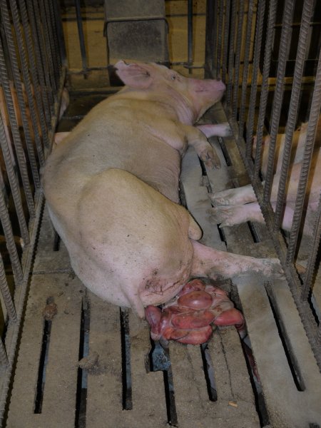 Sow in mating cage with premature birth