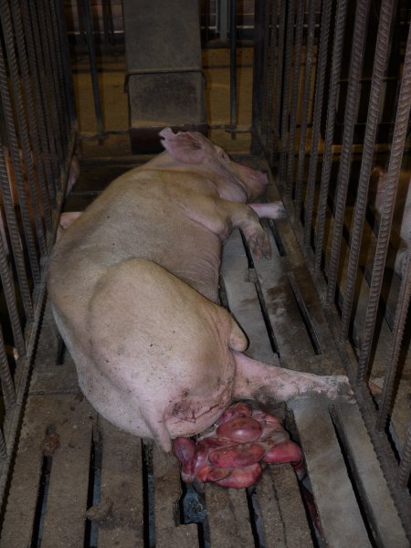 Sow in mating cage with premature birth