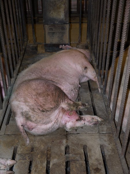 Sow in mating cage with infected leg wound