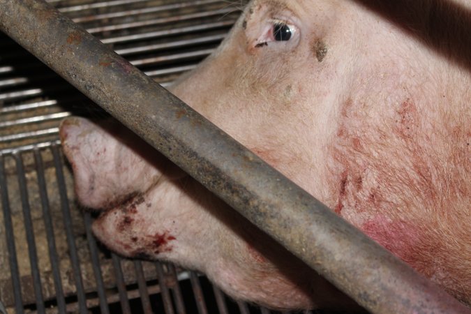 Injured sow in crate