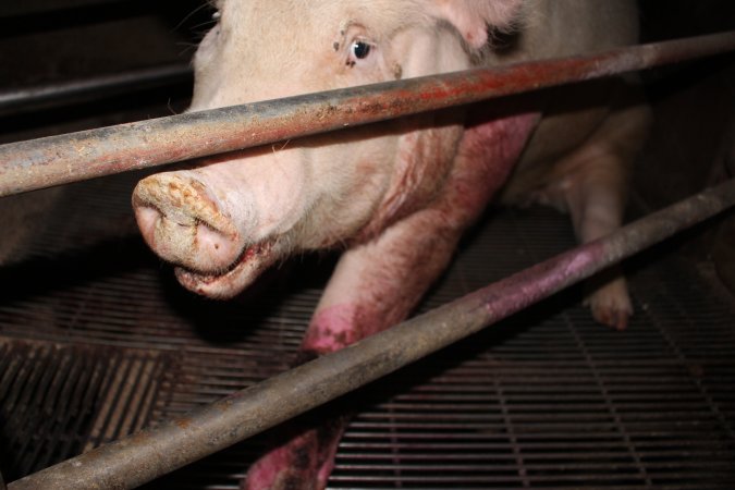 Injured sow in crate