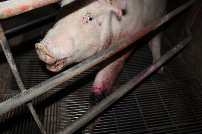 Injured sow in crate