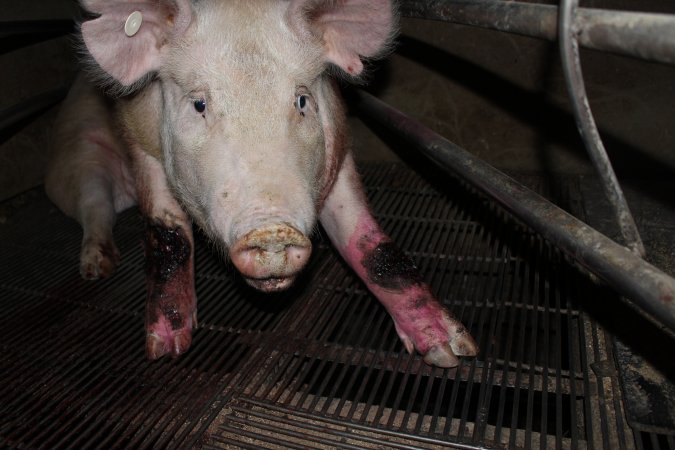 Injured sow in crate