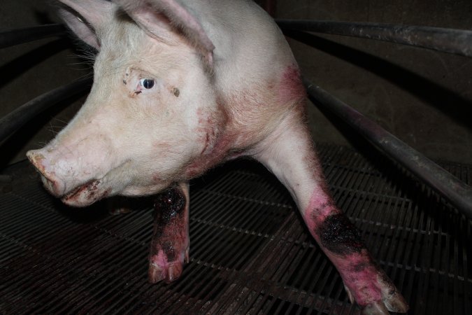 Injured sow in crate