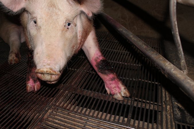 Injured sow in crate