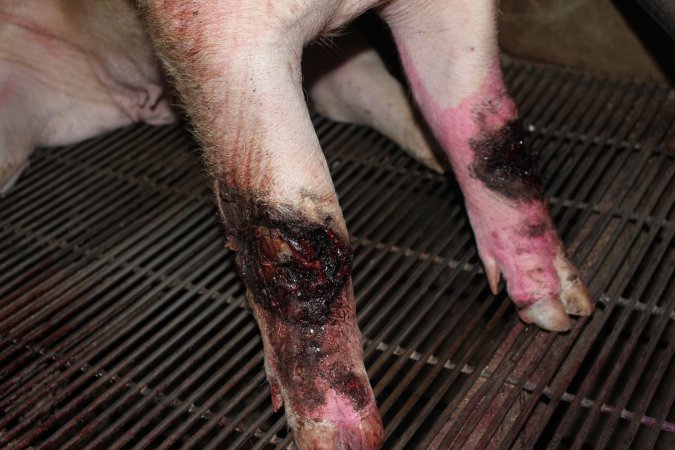 Injured sow in crate