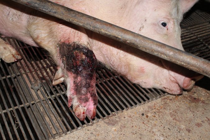 Injured sow in crate