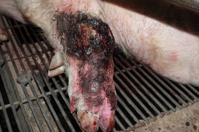 Injured sow in crate