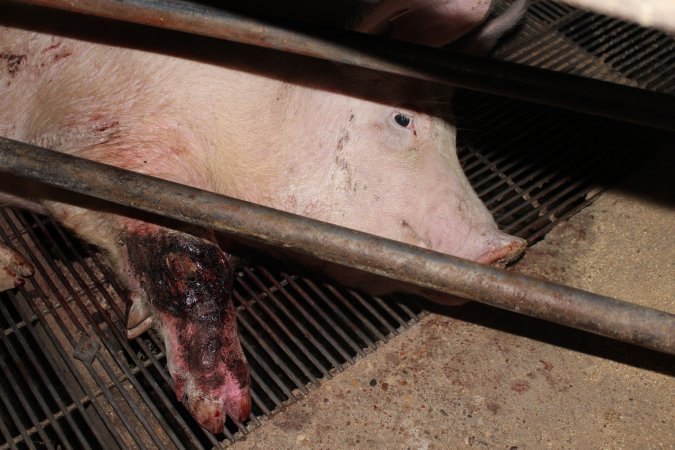 Injured sow in crate