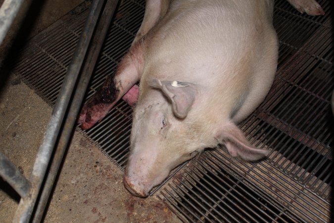 Injured sow in crate